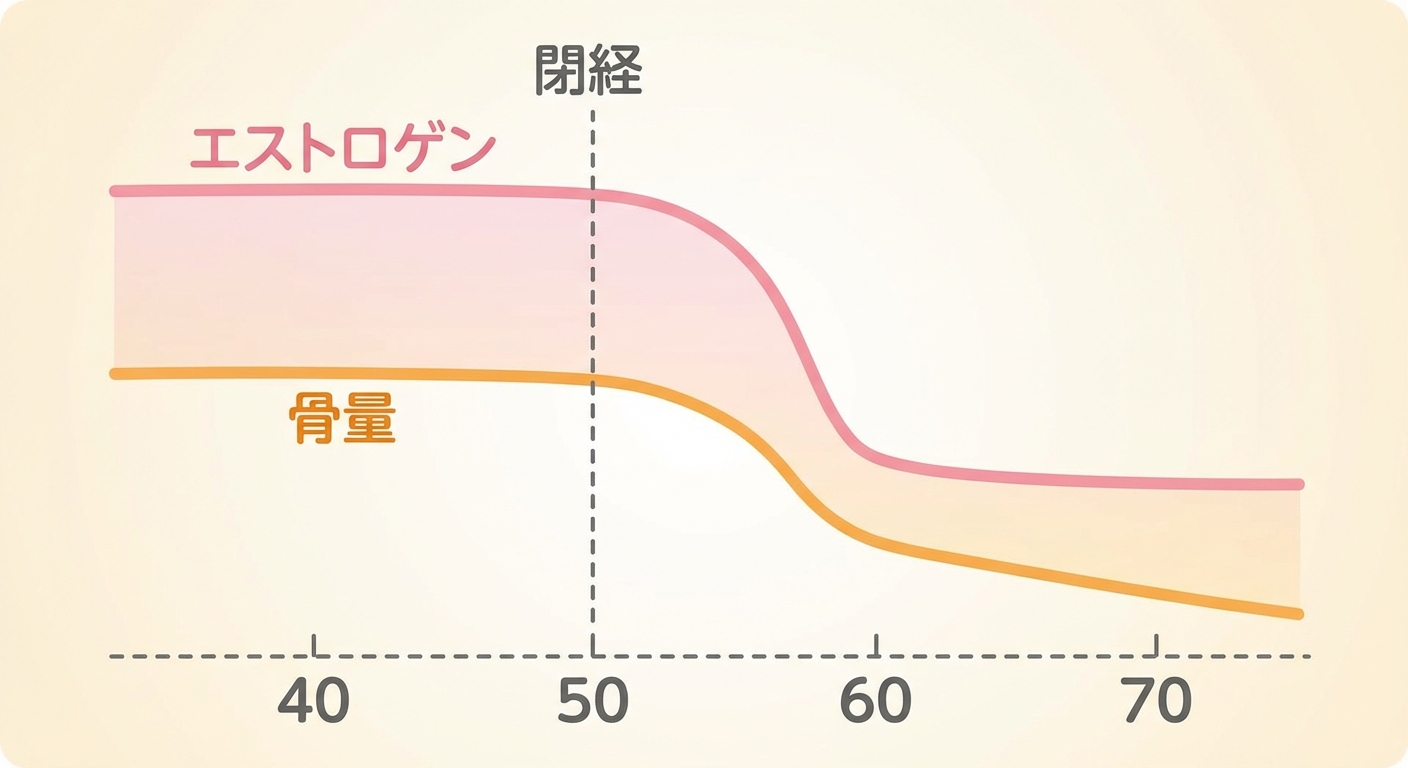 閉経前後のエストロゲンと骨量の変化